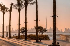 palm trees are lined up along the waterfront