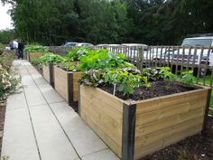 several wooden planters with plants growing in them