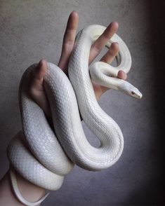 a person holding a white snake in their hand