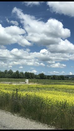 a field full of yellow flowers under a blue sky with white clouds in the background