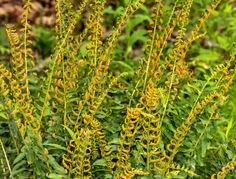 some yellow flowers are growing in the grass and green leaves on the other side of the plant