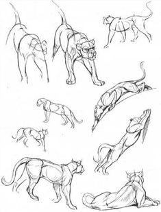 some sketches of different animals that are in the process of being used to draw them