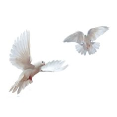 two white doves flying in the sky with their wings spread out and facing each other