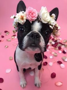 a small black and white dog wearing a flower crown on its head with confetti scattered around it