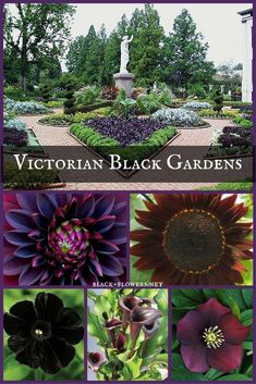 the front cover of victorian black gardens, with pictures of various flowers and plants in it