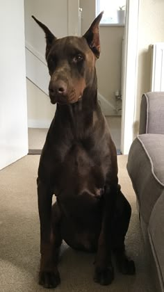 a large brown dog sitting on top of a carpeted floor