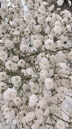 the white flowers are blooming on the tree