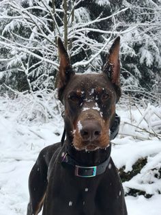 a black and brown dog standing in the snow with trees behind it covered in snow