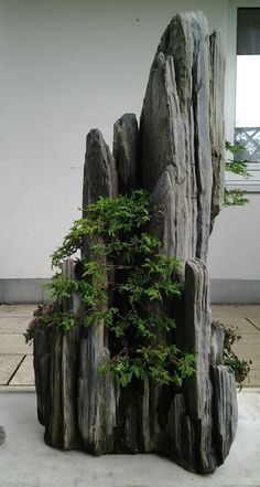 a bonsai tree growing out of a rock formation