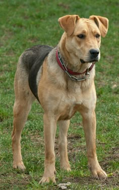 a brown dog standing on top of a lush green field