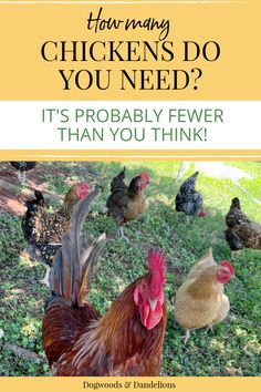 5 chickens and a rooster roaming in the backyard How Many Chickens Do I Need, What Can Chickens Eat, Food For Chickens, Easter Eggers, Raising Chicks, Feed Store, Chicken Farming, Chicken Tender