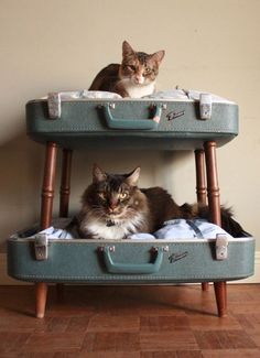 two cats sitting on top of suitcases that look like they're going to travel