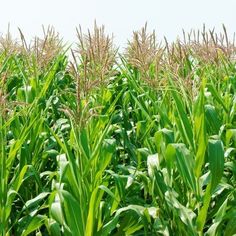 a field full of tall green grass with lots of leaves on the top and bottom