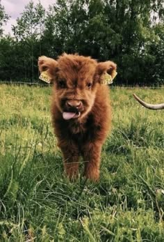 a small brown cow standing on top of a lush green field