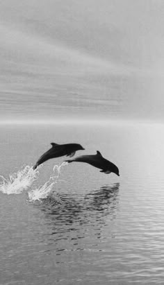 two dolphins are jumping out of the water