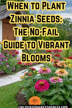 colorful flowers with text overlay that reads when to plant zinna seeds the no - fail guide to vibrant blooms