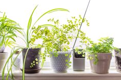 a row of potted plants sitting on top of a window sill