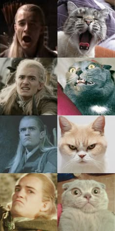 the many faces of game of thrones characters and their cat's face expressions