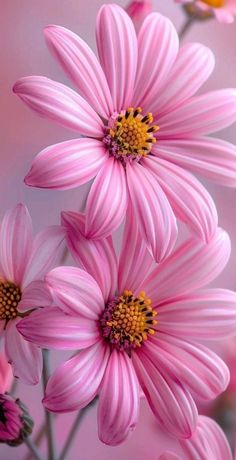 Pink Flower Wallpaper, Pretty Flowers Photography, Vintage Flowers Wallpaper, Beautiful Flowers Photos, Lovely Flowers Wallpaper, Flower Iphone Wallpaper