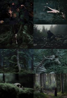 several different images of people in the woods and trees, with one person walking through the forest