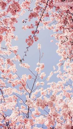 pink flowers are blooming on the branches of trees in front of a blue sky