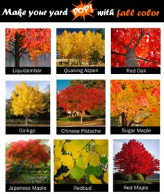 the different types of trees that are featured in this article, including red maples and yellow