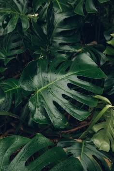 a green leafy plant with a white circle in the center on it's left side