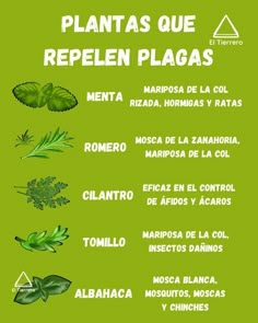 a poster with different types of plants and herbs in spanish, english and spanish language