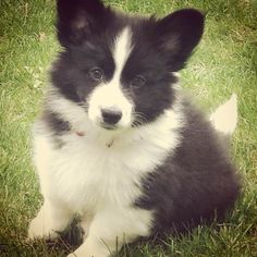 a black and white puppy sitting in the grass