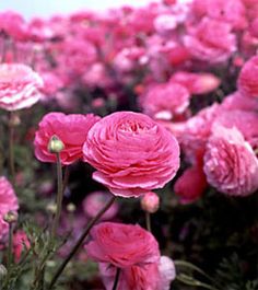 pink flowers are blooming in a field with green stems and purple petals on them