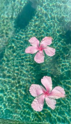 two pink flowers floating in the water