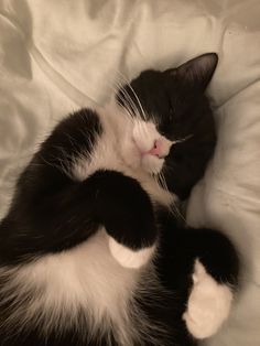 a black and white cat laying on top of a bed