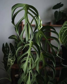 a large green plant in a room with other plants