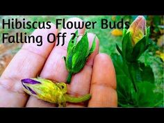 a hand holding a flower bud with the words hibiscus flower buds falling off