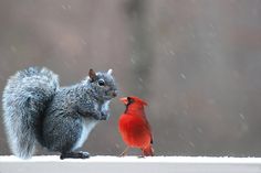 a squirrel and a red bird are standing on a ledge in the snow, facing each other