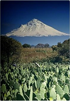 a large white mountain towering over a lush green forest filled with trees and bushes in the foreground