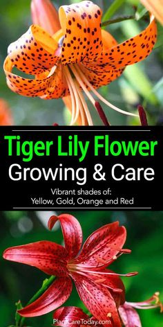 tiger lily flower growing and care