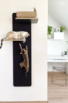 two cats laying on top of a cat scratch board in a room with white walls