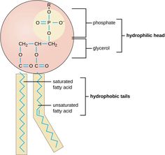 diagram of the structure of a hypophicic ball and its major functions