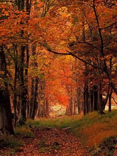 an autumn scene with trees and leaves on the ground