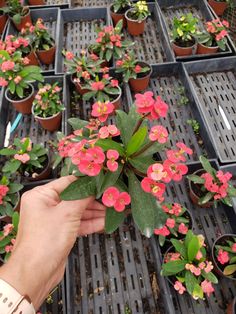 a person is holding a plant in front of many potted plants with pink flowers