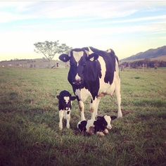 a black and white cow standing next to two baby cows on a lush green field