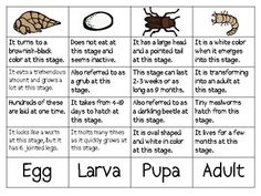 four different types of bugs and other animals in their natural habitat, with the words egg, larva, pupa, and adult