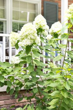 some white flowers are in front of a house