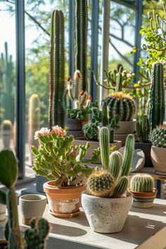 many different kinds of cactus in pots on a table