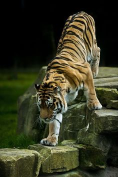 a tiger is walking on some rocks in the grass and looking down at it's face