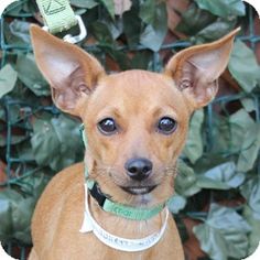 a small brown dog standing in front of a bush with green leaves on it's sides