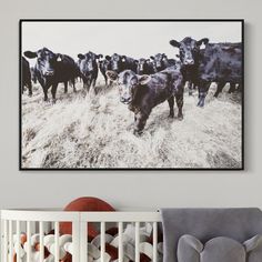 a herd of cows standing on top of a dry grass covered field next to a baby crib