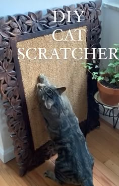 the cat is looking at the scratching board