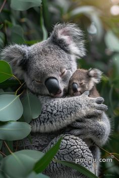 two koalas cuddle together in a tree with green leaves and sunlight shining on them